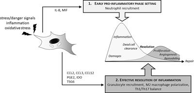 MSCs and Inflammatory Cells Crosstalk in Regenerative Medicine: Concerted Actions for Optimized Resolution Driven by Energy Metabolism